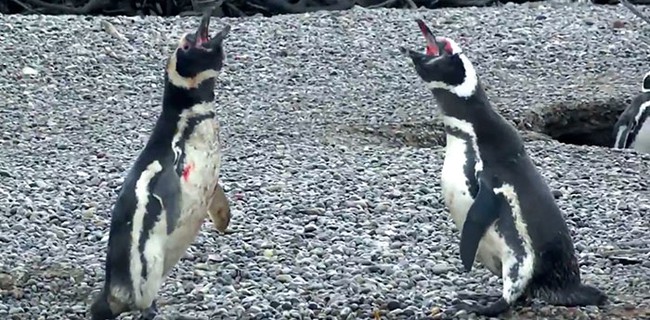 Chim cánh cụt với hàng lông mày trắng độc đáo tưởng là giống loài mới nhưng hình thành nên nét chấm phá này lại là câu chuyện buồn - Ảnh 7.