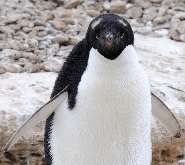 Chim cánh cụt với hàng lông mày trắng độc đáo tưởng là giống loài mới nhưng hình thành nên nét chấm phá này lại là câu chuyện buồn - Ảnh 1.