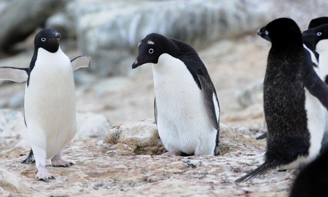 Chim cánh cụt với hàng lông mày trắng độc đáo tưởng là giống loài mới nhưng hình thành nên nét chấm phá này lại là câu chuyện buồn - Ảnh 6.