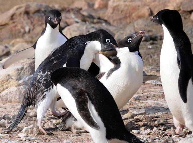 Chim cánh cụt với hàng lông mày trắng độc đáo tưởng là giống loài mới nhưng hình thành nên nét chấm phá này lại là câu chuyện buồn - Ảnh 4.