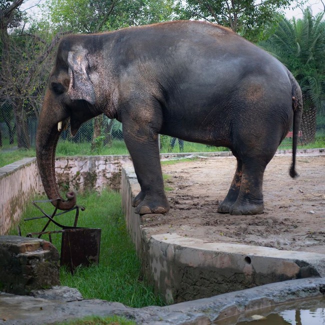 35 năm khổ sở của &quot;chú voi cô độc nhất hành tinh&quot; sắp được tự do: Nỗi đau mất bạn đời không nguôi ngoai, tình hình sức khỏe luôn đáng báo động - Ảnh 2.