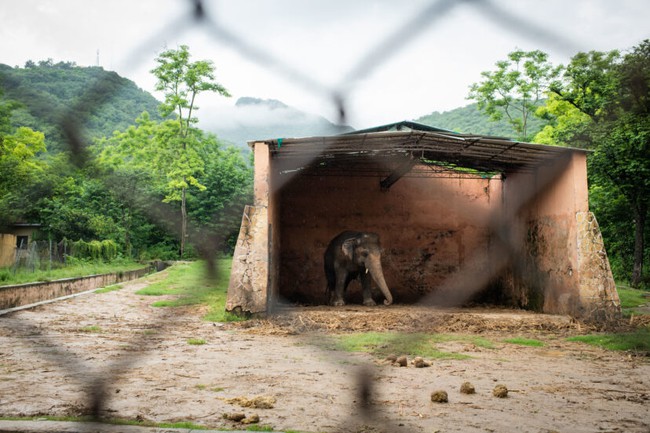 35 năm khổ sở của &quot;chú voi cô độc nhất hành tinh&quot; sắp được tự do: Nỗi đau mất bạn đời không nguôi ngoai, tình hình sức khỏe luôn đáng báo động - Ảnh 4.
