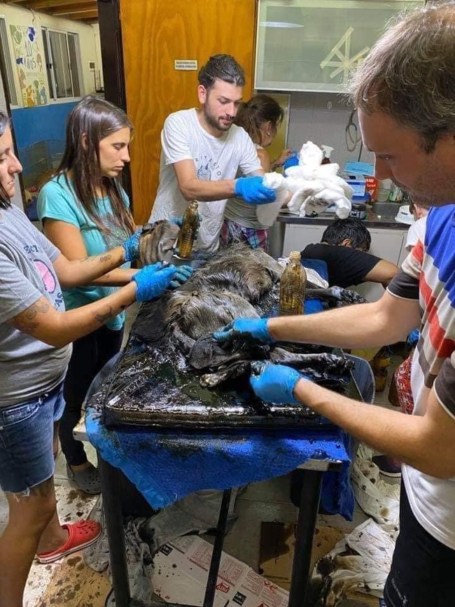 Seeing the dog's whole body covered with asphalt, these women brought home to do an unthinkable thing, everyone was shocked to see the last photo - Photo 4.