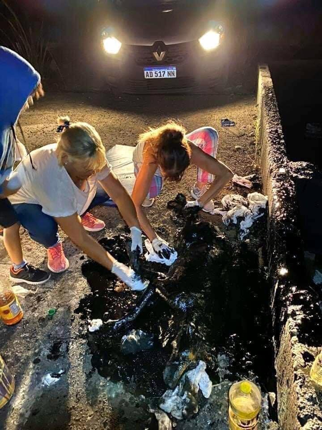 Seeing the dog's whole body covered with asphalt, these women brought it home to do an unbelievable thing, everyone was shocked to see the last photo - Photo 3.