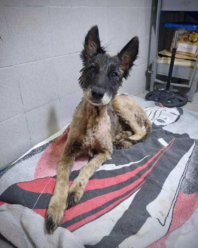 Seeing the dog's whole body covered with asphalt, these women brought it home to do an unbelievable thing, everyone was shocked to see the last photo - Photo 8.