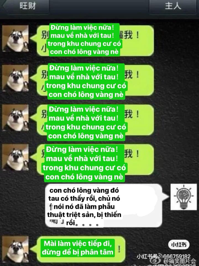 Hãy tưởng tượng đến một ngày con chó &quot;ngáo&quot; nhà bạn biết nói tiếng người, nó sẽ thổ lộ những gì? - Ảnh 9.