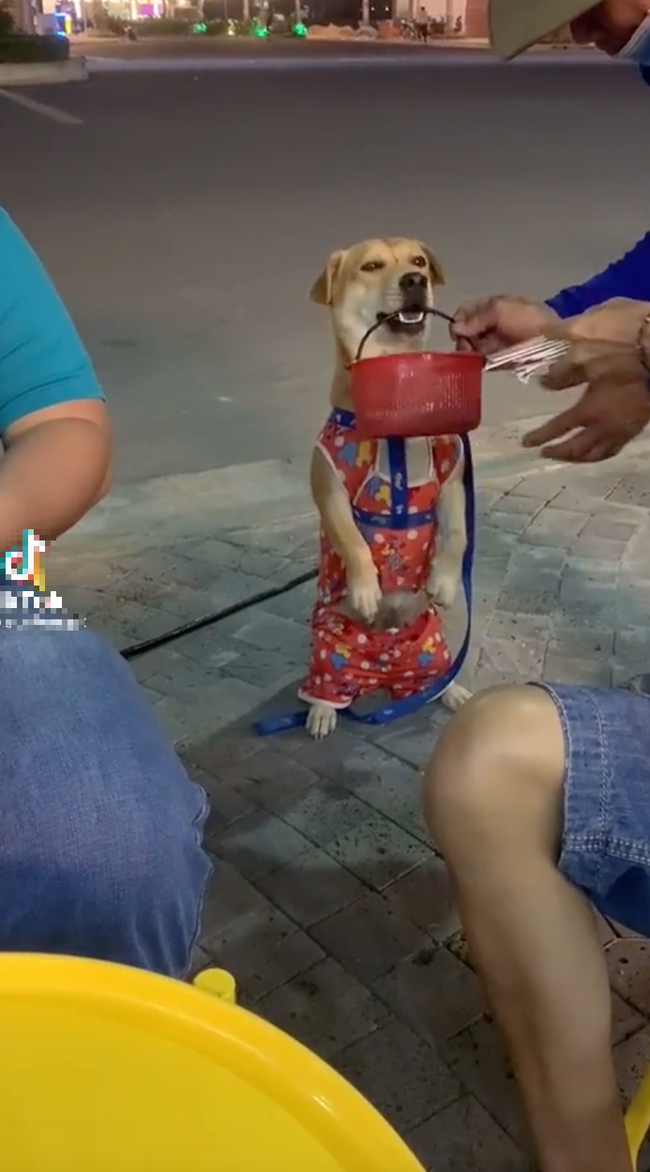 Chú chó đi bán vé số giúp chủ cực ngầu: Ngậm giỏ vé số lịch sự đứng bên cạnh tỏ ý mời khách rồi nằm ngoan ngoãn đợi khách lựa vé số mới đứng lên đi tiếp - Ảnh 1. Chú chó đi bán vé số giúp chủ cực ngầu: Ngậm giỏ vé số lịch sự đứng bên cạnh tỏ ý mời khách rồi nằm ngoan ngoãn đợi khách lựa vé số mới đứng lên đi tiếp - Ảnh 1.