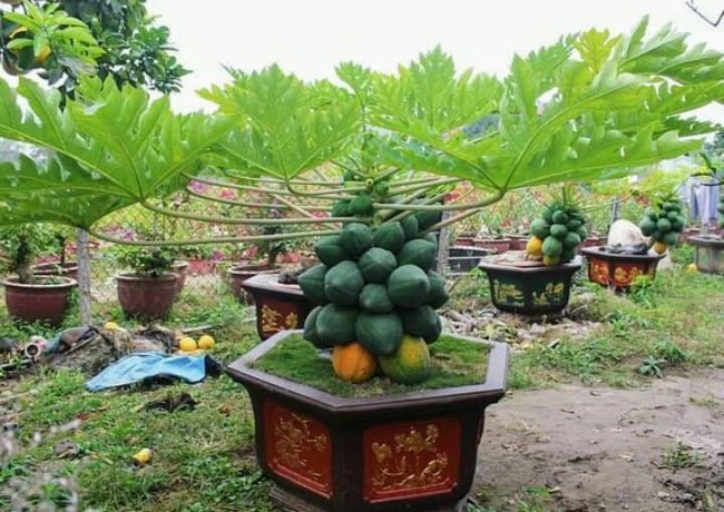 Chán đào, quất ngày Tết, dân mạng &quot;đổi gió&quot; sang chơi loạt cây bonsai chất lừ: Củ cải khổng lồ nở hoa tím biếc, táo lùn &quot;pha-ke&quot; chi chít quả đỏ - Ảnh 3.