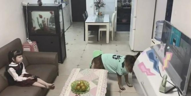 Chú chó &quot;lập mưu&quot; ép bé gái làm bài tập bằng được trong khi người lớn đi vắng khiến dân mạng phục lăn - Ảnh 1.