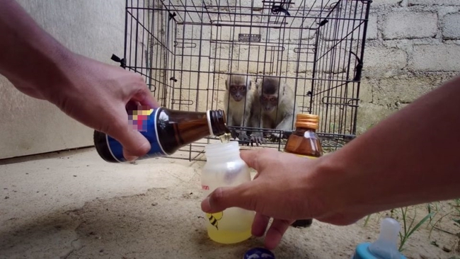 Youtuber khiến dư luận phẫn nộ vì ép khỉ ăn ớt, uống Bò Húc câu view - Ảnh 2.