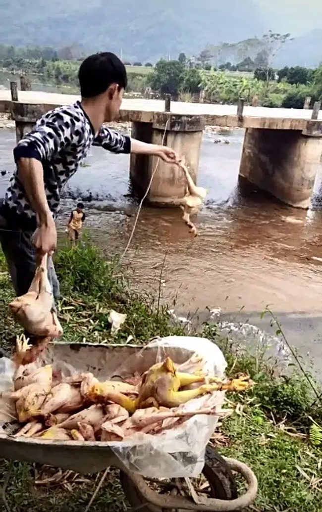 Chàng trai quăng hàng chục con gà xuống suối khiến dân mạng nhao lên tiếc rẻ, hóa ra đó lại là &quot;hậu trường&quot; cỗ cưới gây giật mình - Ảnh 2.