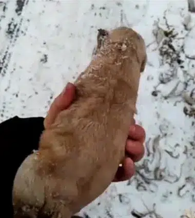 Nhặt &quot;chú chó nhồi bông&quot; trong tuyết, chàng trai sững sờ phát hiện sự thật đau lòng đằng sau - Ảnh 1.