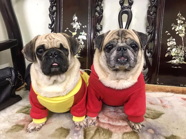 Cô gái tố phòng khám thu y "dởm" ở Sài Gòn: Đưa cún cưng vào triệt sản nào ngờ bé cún bị nhân viên thú y cắt nhầm thận và ra đi mãi mãi khiến dân mạng xót xa - Ảnh 1. Cô gái tố phòng khám thu y "dởm" ở Sài Gòn: Đưa cún cưng vào triệt sản nào ngờ bé cún bị nhân viên thú y cắt nhầm thận và ra đi mãi mãi khiến dân mạng xót xa - Ảnh 1.