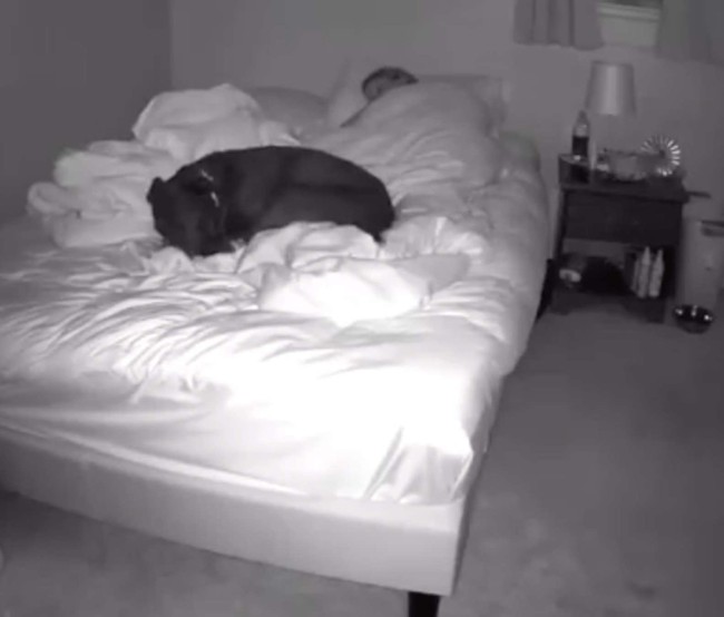 Gặp vấn đề ngủ nghê khi ngủ cùng chú chó cưng, cô gái lắp camera mới biết chính mình là &quot;thủ phạm&quot; còn con vật thì ngoan ơi là ngoan - Ảnh 3.