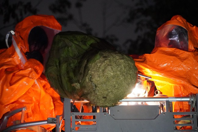 Cảnh sát bắt tổ ong “khủng” có đường kính gần 1 mét trên cây xanh trong Thảo Cầm Viên  - Ảnh 2.