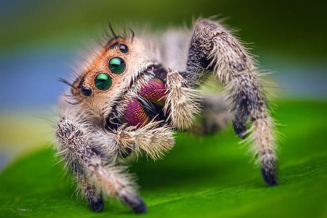 Hội những loài nhện đẹp nhất hành tinh: Vừa lạ lùng vừa &quot;sang chảnh&quot; nhưng nhiều người trông thấy vẫn &quot;xỉu dọc xỉu ngang&quot;! - Ảnh 17.