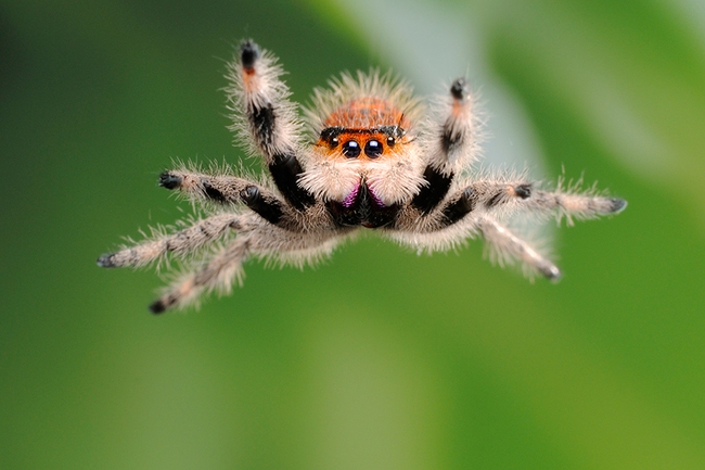 Hội những loài nhện đẹp nhất hành tinh: Vừa lạ lùng vừa &quot;sang chảnh&quot; nhưng nhiều người trông thấy vẫn &quot;xỉu dọc xỉu ngang&quot;! - Ảnh 15.