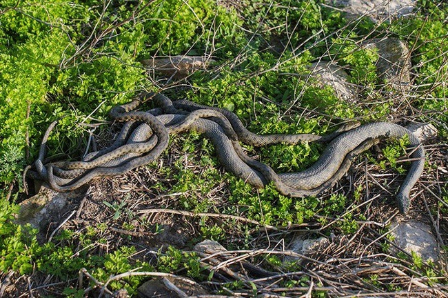 &quot;Hòn đảo tử thần&quot; nơi sinh sống của hàng vạn con rắn độc: 1 mét vuông 5 con rắn, ẩn giấu truyền thuyết về kho báu cướp biển - Ảnh 4.