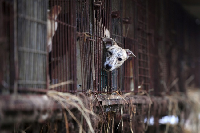 Thành phố đầu tiên của Việt Nam nói không với việc sử dụng thịt chó, mèo - Ảnh 1.