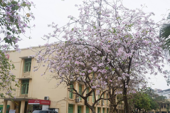 Ở Hà Nội có 1 trường đại học đẹp nhất mùa xuân, hoa ban nở rực khắp trời, nhưng sinh viên muốn ghi danh phải xác định điểm đầu vào cao ngất ngưởng - Ảnh 1.