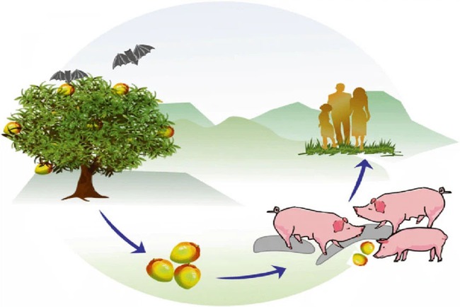 Virus Nipah gây phù não được cảnh báo có thể là đại dịch tiếp theo: Chưa có vắc-xin phòng bệnh và có thể ủ bệnh hơn 1 tháng mà không biết  - Ảnh 2.