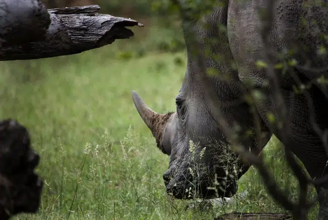 Nam Phi bắt giữ vụ vận chuyển 63 kg sừng tê giác lậu sang Malaysia - Ảnh 1.