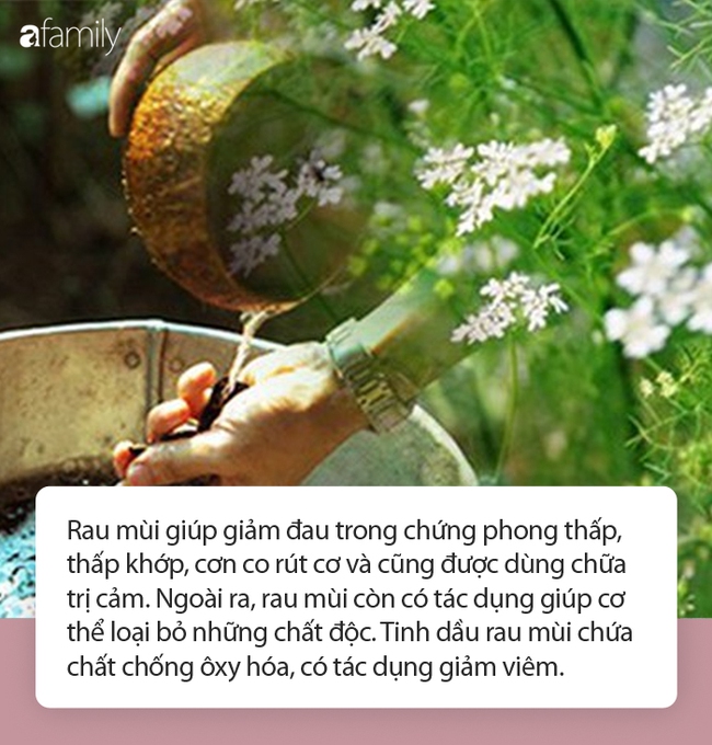 Tắm nước lá mùi già ngày cuối cùng của năm đem lại vô vàn lợi ích sức khỏe nhưng chuyên gia lưu ý 5 điều quan trọng - Ảnh 2.