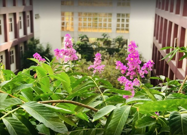 Một trường đại học khiến sinh viên mê mẩn vì quá đẹp: Được mệnh danh là "Hồng lâu mộng của Sài Gòn", mỗi góc đều như tranh! - Ảnh 5. Một trường đại học khiến sinh viên mê mẩn vì quá đẹp: Được mệnh danh là "Hồng lâu mộng của Sài Gòn", mỗi góc đều như tranh! - Ảnh 5.