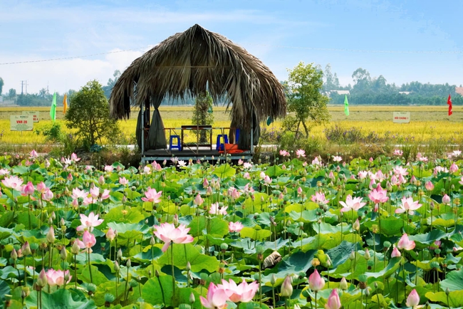 Cánh đồng sen ở Đồng Tháp đang vào mùa nở rộ mà còn miễn phí vé vào, thực đơn toàn món đặc sản mà giá chỉ từ 8k  - Ảnh 3.