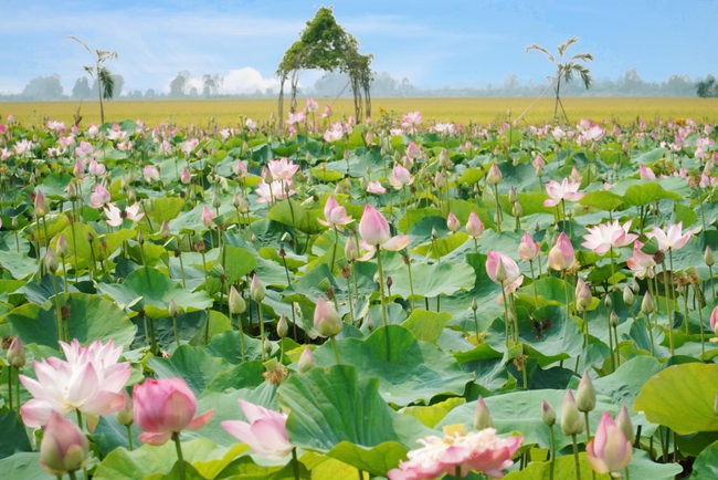 Cánh đồng sen ở Đồng Tháp đang vào mùa nở rộ mà còn miễn phí vé vào, thực đơn toàn món đặc sản mà giá chỉ từ 8k  - Ảnh 2.