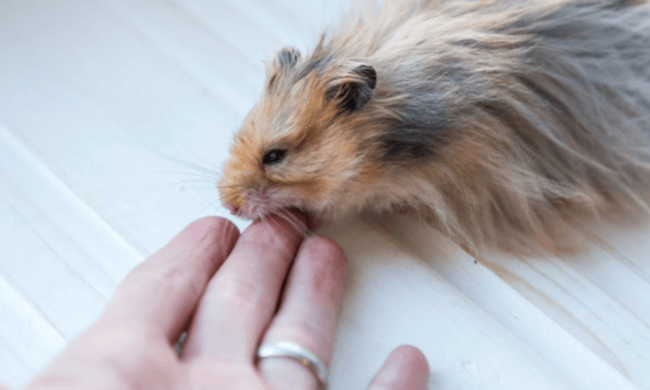 Tháo lồng cho hamster, nữ chủ nhân bị con vật cắn vào tay gây ra vết  thương nghiêm trọng nhưng nhờ đó mà thoát chết thần kỳ - Ảnh 1.