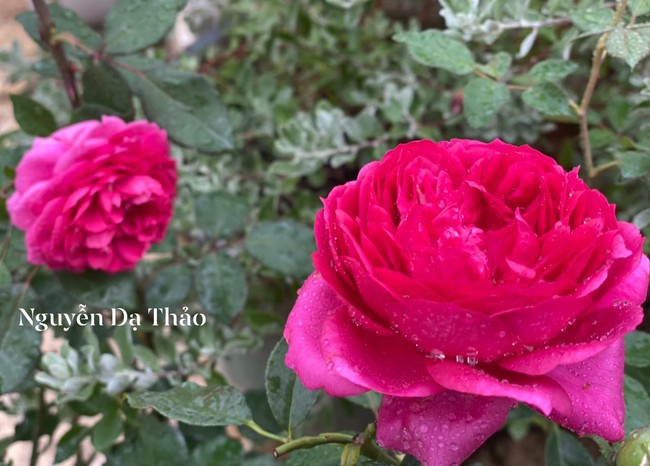 Bà xã Quyền Linh chia sẻ tất tần tật kinh nghiệm trồng hoa hồng trong chậu để thành quả &quot;hơn cả mong đợi&quot; - Ảnh 9.