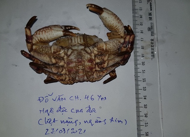 Ăn cua mặt quỷ, một ngư dân bị ngộ độc nguy kịch - Ảnh 1. Ăn cua mặt quỷ, một ngư dân bị ngộ độc nguy kịch - Ảnh 1.