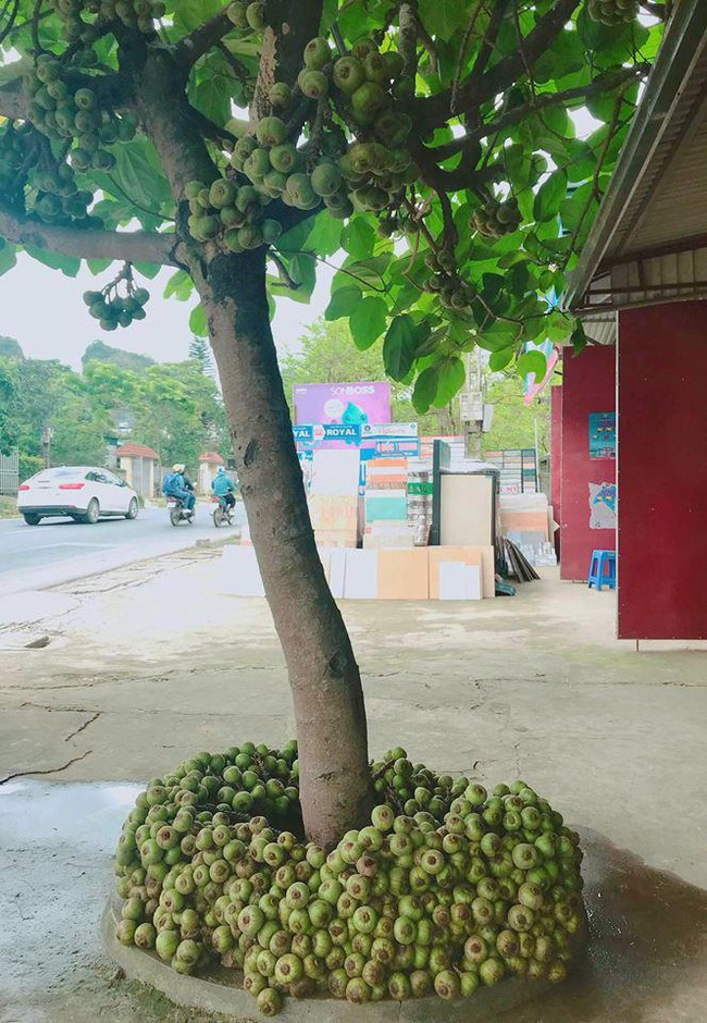 Những bé cây ra hoa kết trái vượt khỏi quy luật tự nhiên: Hướng dương cao 20cm, hoa chuối chia năm xẻ bảy và hơn thế nữa - Ảnh 5.