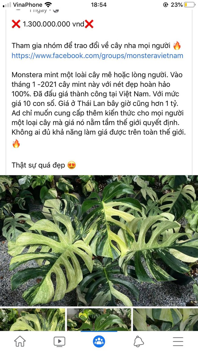 "Lá cây đột biến" trị giá 1 tỷ 300 triệu khiến nhiều người kinh ngạc, giới chơi cây đánh giá là loại cây hiếm gặp được đại gia sân lùng - Ảnh 2. "Lá cây đột biến" trị giá 1 tỷ 300 triệu khiến nhiều người kinh ngạc, giới chơi cây đánh giá là loại cây hiếm gặp được đại gia sân lùng - Ảnh 2.