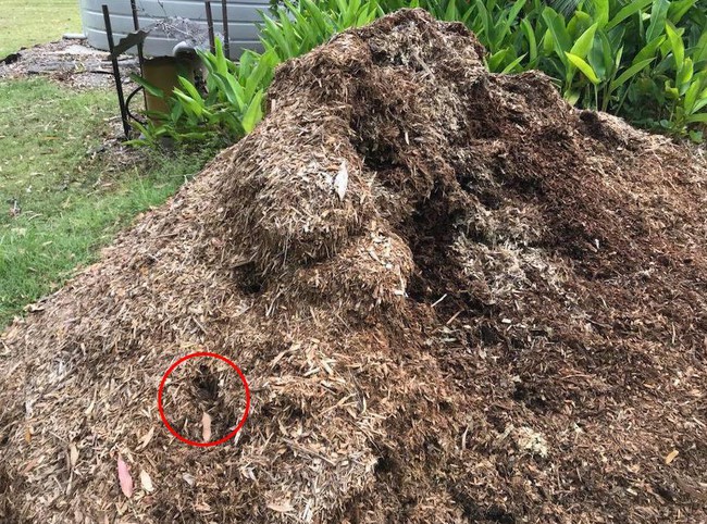 Để đống cỏ mục trong vườn để ủ làm phân bón, gia đình bủn rủn chân tay khi phát hiện thứ kinh dị đang rình rập cực khó phát hiện - Ảnh 2. Để đống cỏ mục trong vườn để ủ làm phân bón, gia đình bủn rủn chân tay khi phát hiện thứ kinh dị đang rình rập cực khó phát hiện - Ảnh 2.