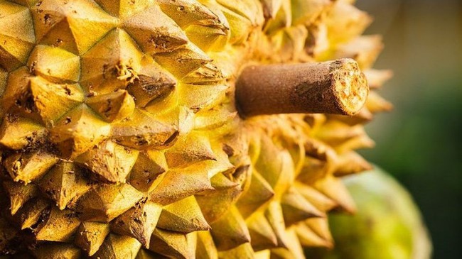 Durian is in season, ladies please pin these 5 tips to choose naturally ripe durian with large juicy flesh - Photo 4.
