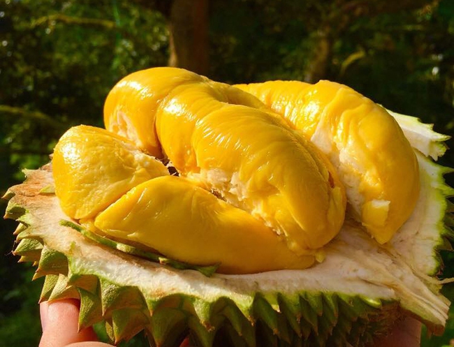Durian is in season, ladies please pin these 5 tips to choose naturally ripe durian with large juicy flesh - Photo 1.