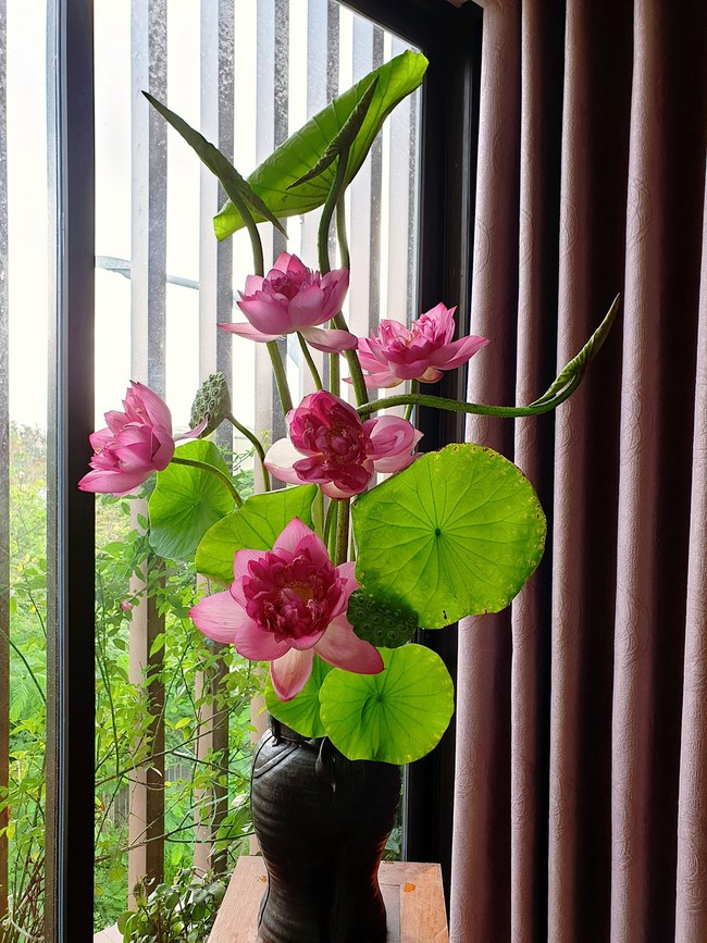Mẹ đảm Hải Phòng cắm sen theo phong cách Ikebana Nhật Bản đẹp mê ly, tiết lộ có bộ sưu tập bình đa dạng nhằm phục vụ tình yêu hoa cỏ - Ảnh 14.