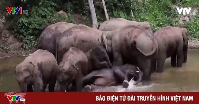 Cuộc di cư của voi rừng tại Trung Quốc là rất bất thường - Ảnh 1.