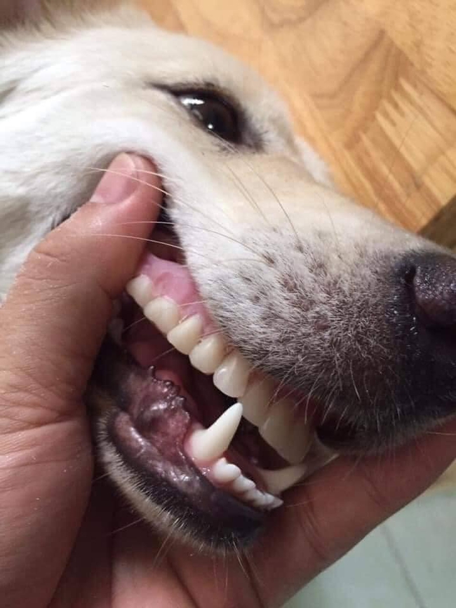 Chú chó gây &quot;bão&quot; MXH với hàm răng kỳ lạ giống hệt người, dân tình soi tận kẽ răng mới phát hiện sự thật cười té ghế - Ảnh 2.