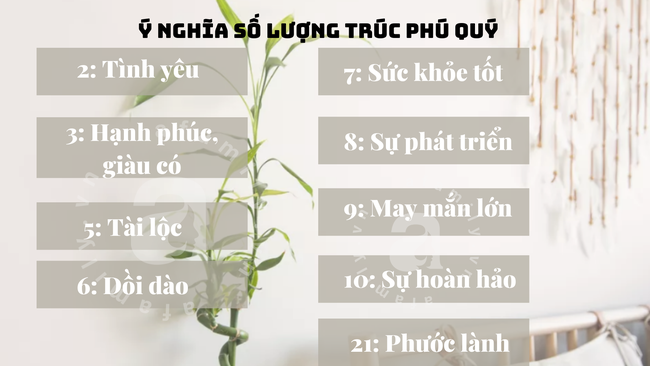 Dùng cây trúc phú quý như nào để kích hoạt được vận may tài lộc và may mắn? - Ảnh 4.