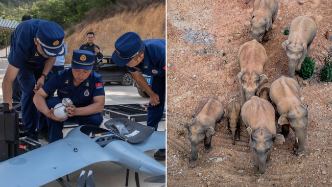 Hành trình di cư bí ẩn dài 500km của đàn voi 15 con ở Trung Quốc - Ảnh 1.