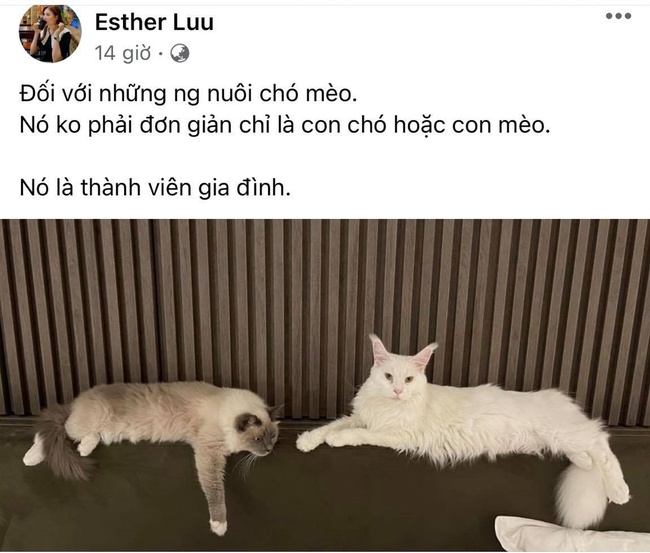 Hari Won gây tranh cãi khi đăng đàn ẩn ý vụ hai bạn trẻ đưa mèo đi khám gặp chốt kiểm soát - Ảnh 1.