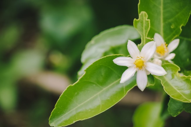 lemon-flowers-16268730993422116708924.jpeg