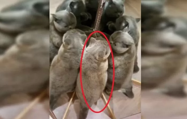 Bức ảnh "gây lú" thách mọi người đoán có bao nhiêu con mèo trong đó, câu trả lời khiến hầu hết ai cũng té ngửa - Ảnh 3. Bức ảnh "gây lú" thách mọi người đoán có bao nhiêu con mèo trong đó, câu trả lời khiến hầu hết ai cũng té ngửa - Ảnh 3.