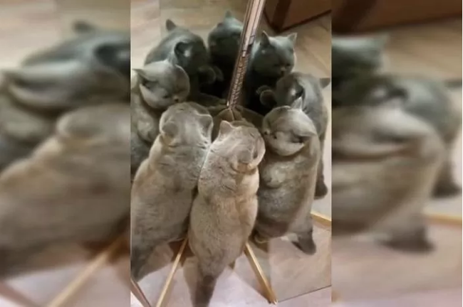 Bức ảnh "gây lú" thách mọi người đoán có bao nhiêu con mèo trong đó, câu trả lời khiến hầu hết ai cũng té ngửa - Ảnh 1. Bức ảnh "gây lú" thách mọi người đoán có bao nhiêu con mèo trong đó, câu trả lời khiến hầu hết ai cũng té ngửa - Ảnh 1.