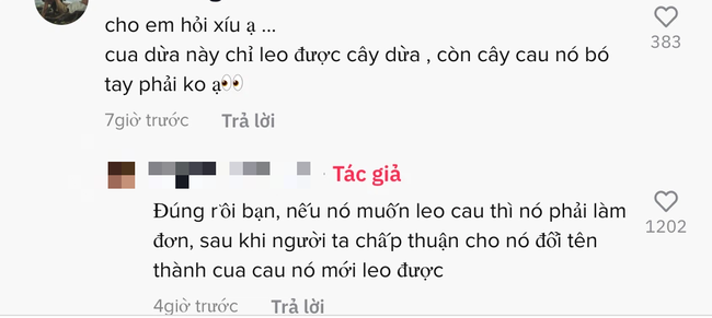 Đăng clip Cua dừa đang leo cây, TikToker phải giải thích với từng người thông tin về loài cua "sợ nước nhất Việt Nam" này! - Ảnh 2. Đăng clip Cua dừa đang leo cây, TikToker phải giải thích với từng người thông tin về loài cua "sợ nước nhất Việt Nam" này! - Ảnh 2.
