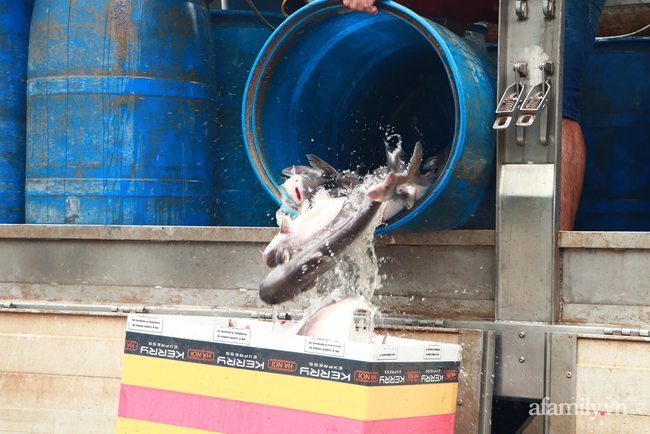 Nghĩa tình miền Tây: Mang 3 tấn cá ba sa tươi ngon từ Đồng Tháp lên tiếp sức TP.HCM chống dịch - Ảnh 1.