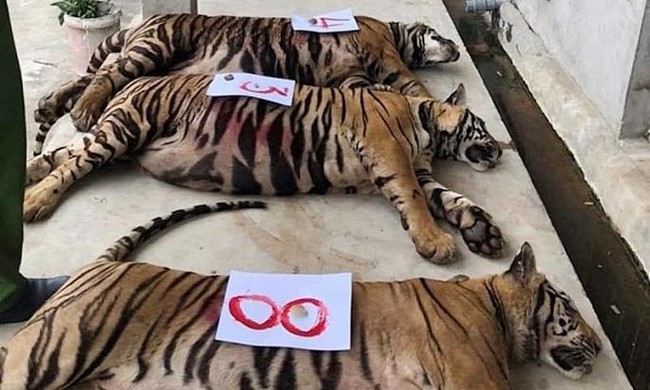 Vụ 17 con hổ ở Nghệ An: Gia đình một công an xã nuôi 3 con - Ảnh 1.